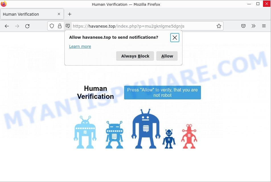 havanese.top Human Verification Scam